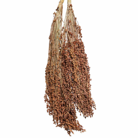 Besenhirse (Sorghum durra), Rispen für Sittiche und Papageien