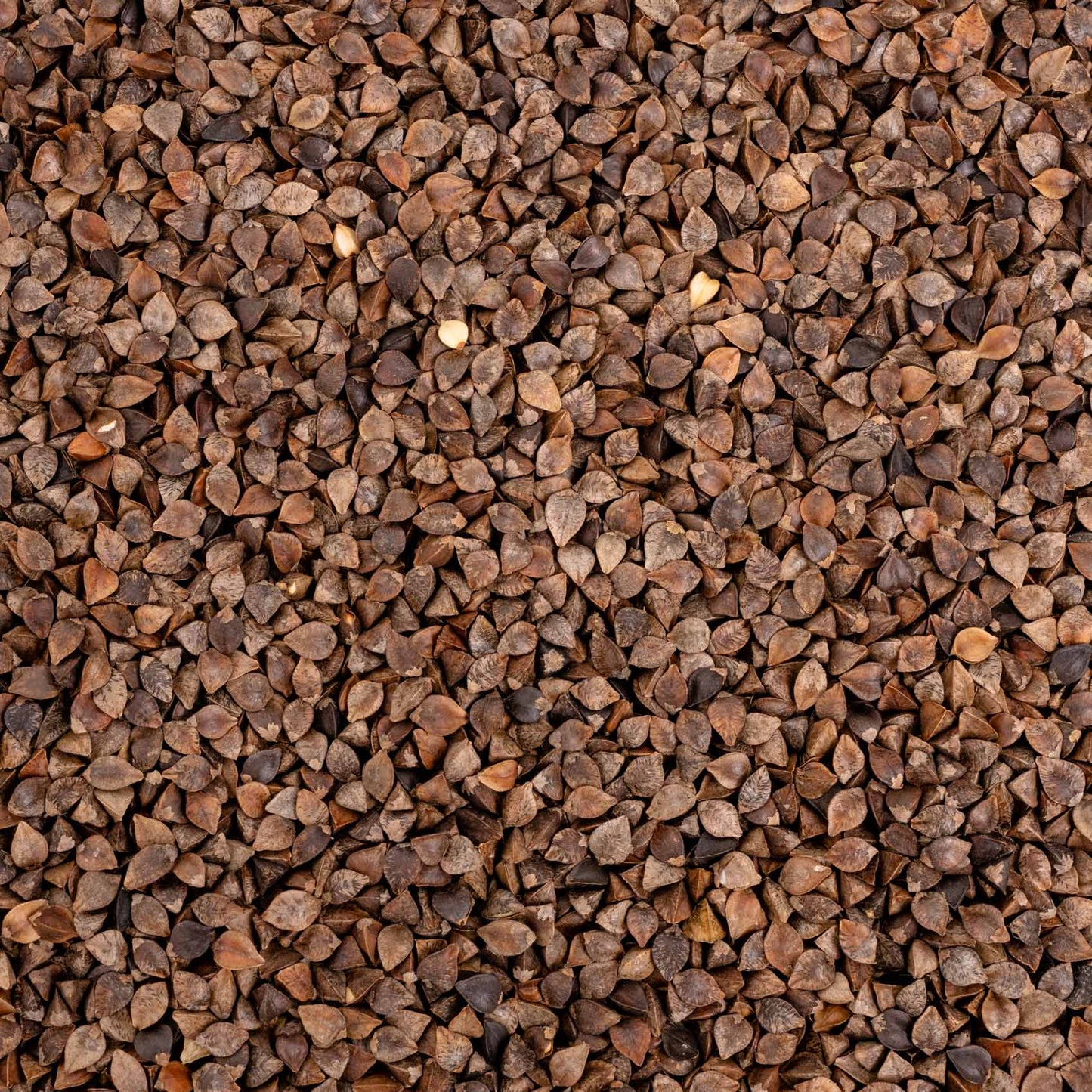 Buchweizen – Papageienfutter