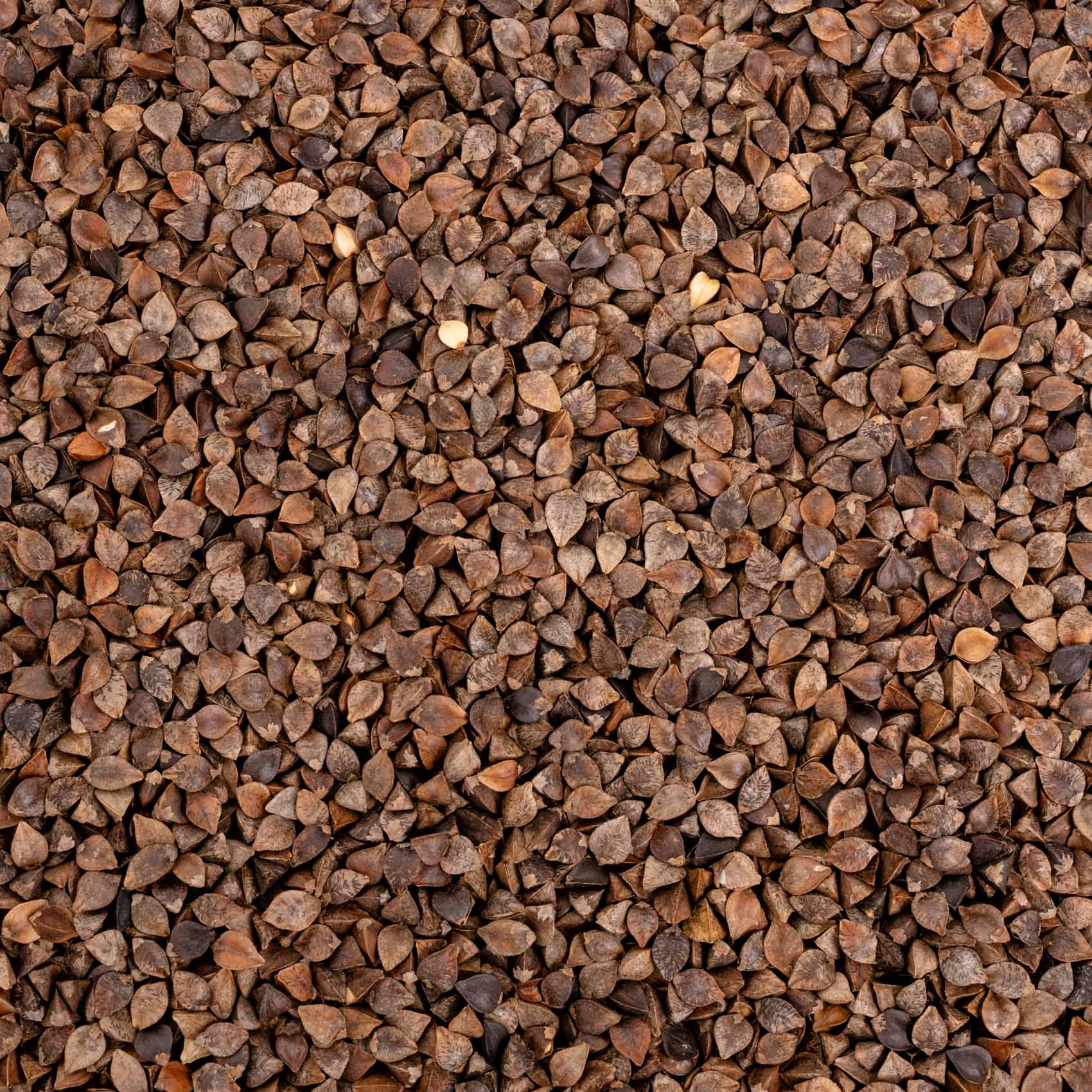 Buchweizen – Papageienfutter