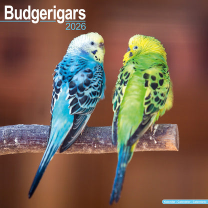 Kalender Wellensittiche 2026