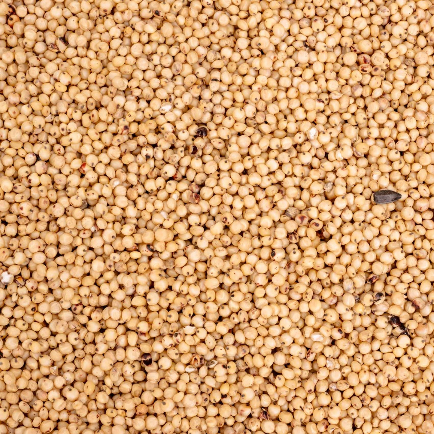 Dari (weiß) – weiße Sorghum – Papageien- & Sittichfutter