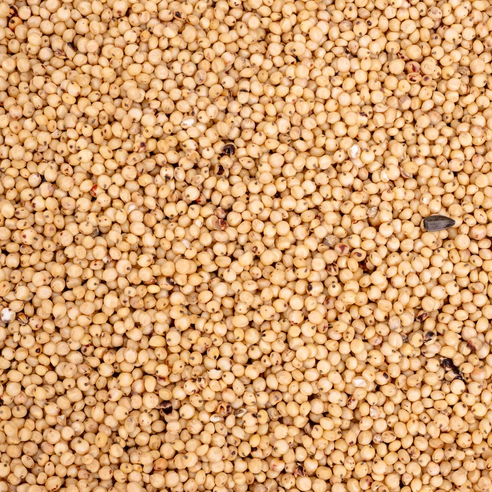 Dari (weiß) – weiße Sorghum – Papageien- & Sittichfutter