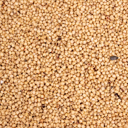 Dari (weiß) – weiße Sorghum – Papageien- & Sittichfutter