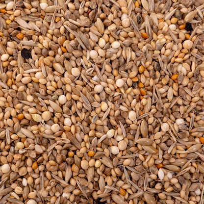 Exotenfutter – ausgewogene Körnermischung für kleine Exoten