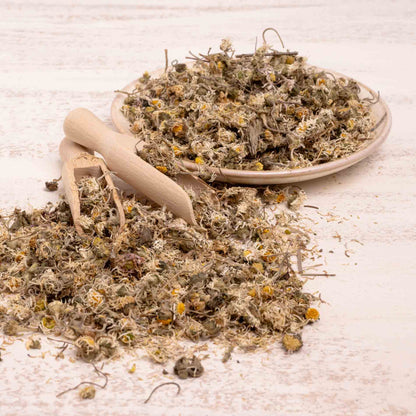 Gänseblümchen-Blüten, getrocknet – Papageienfutter-Zusatzfuttermittel