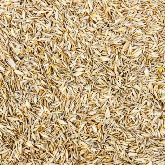 Grassamenmischung – Papageienfutter-Zusatzfuttermittel