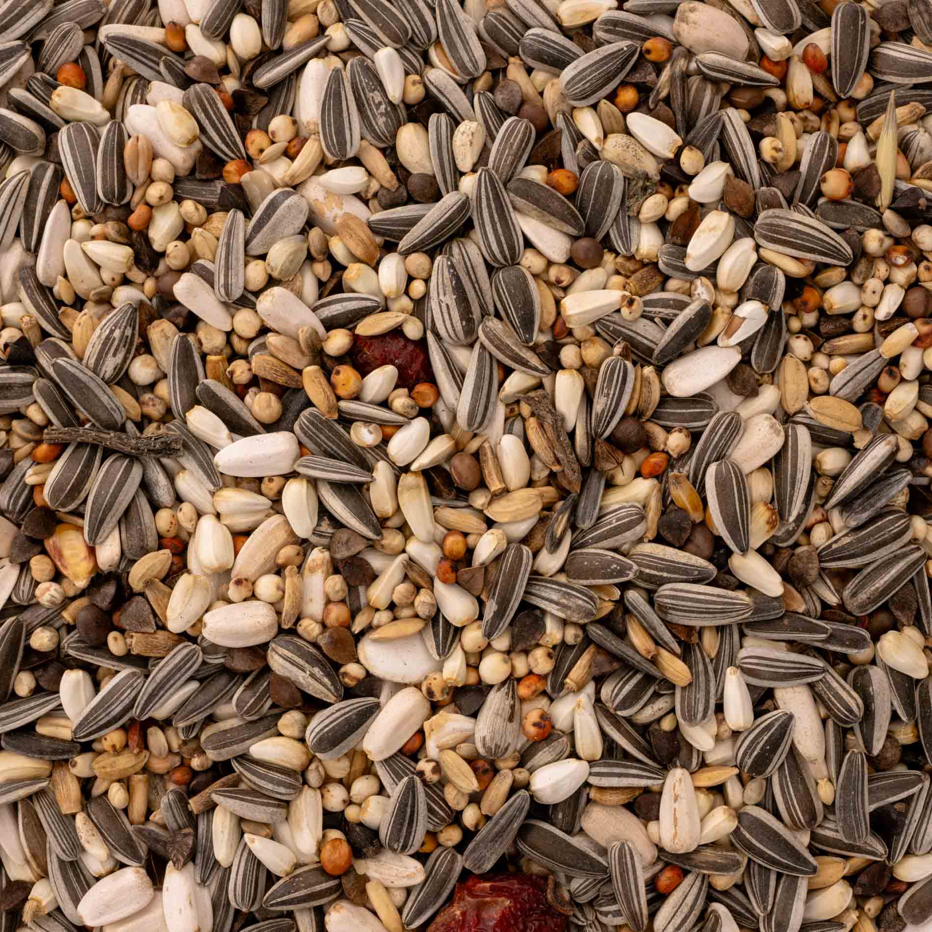 Graupapagei Spezial Papageienfutter – Premium-Körnerfutter naturbelassen