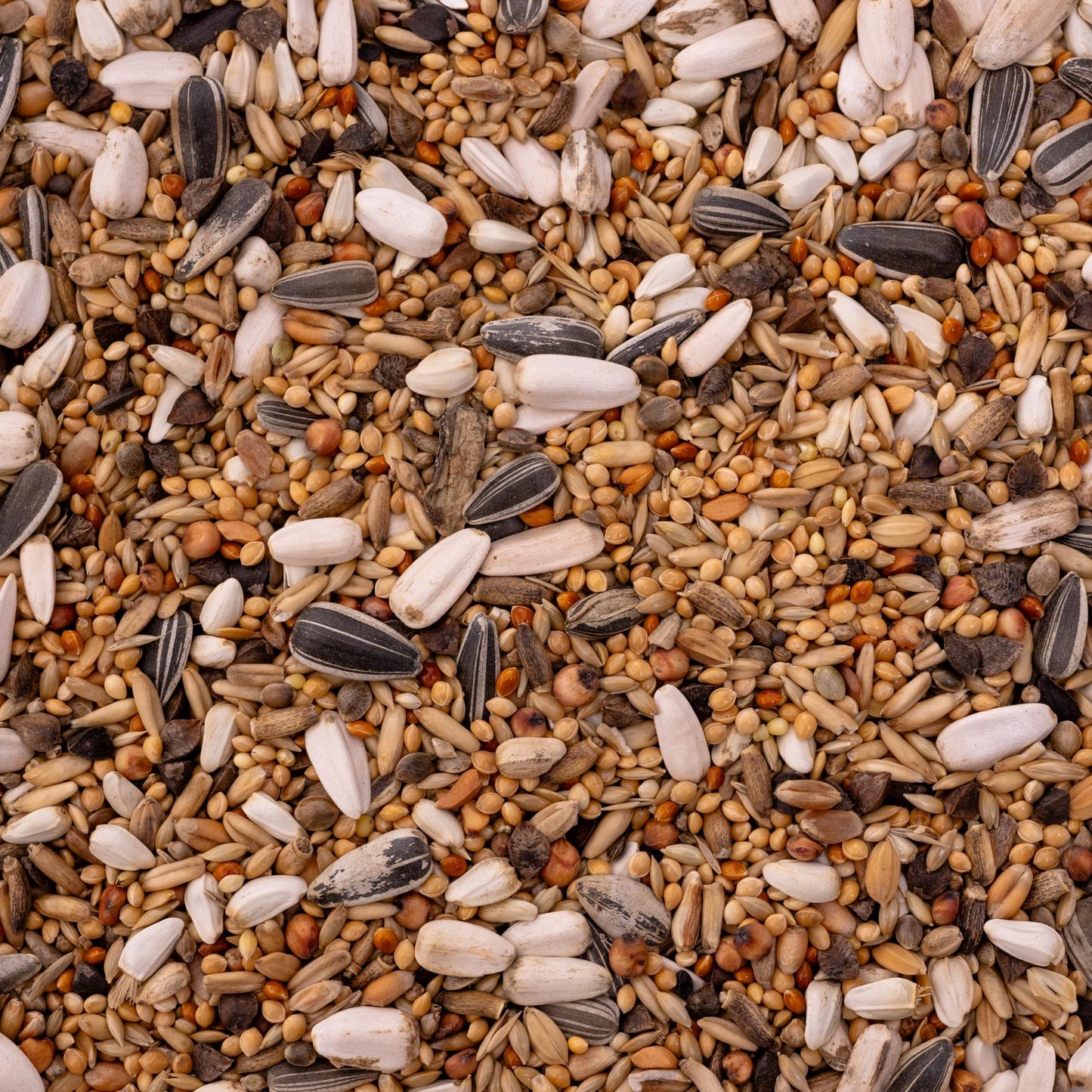 Großsittich Spezial 2 – vielfältige Körnermischung