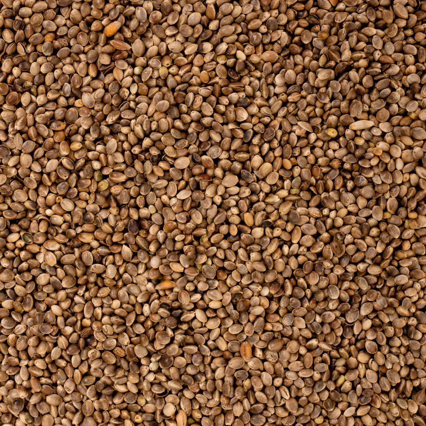 Hanf – Papageienfutter