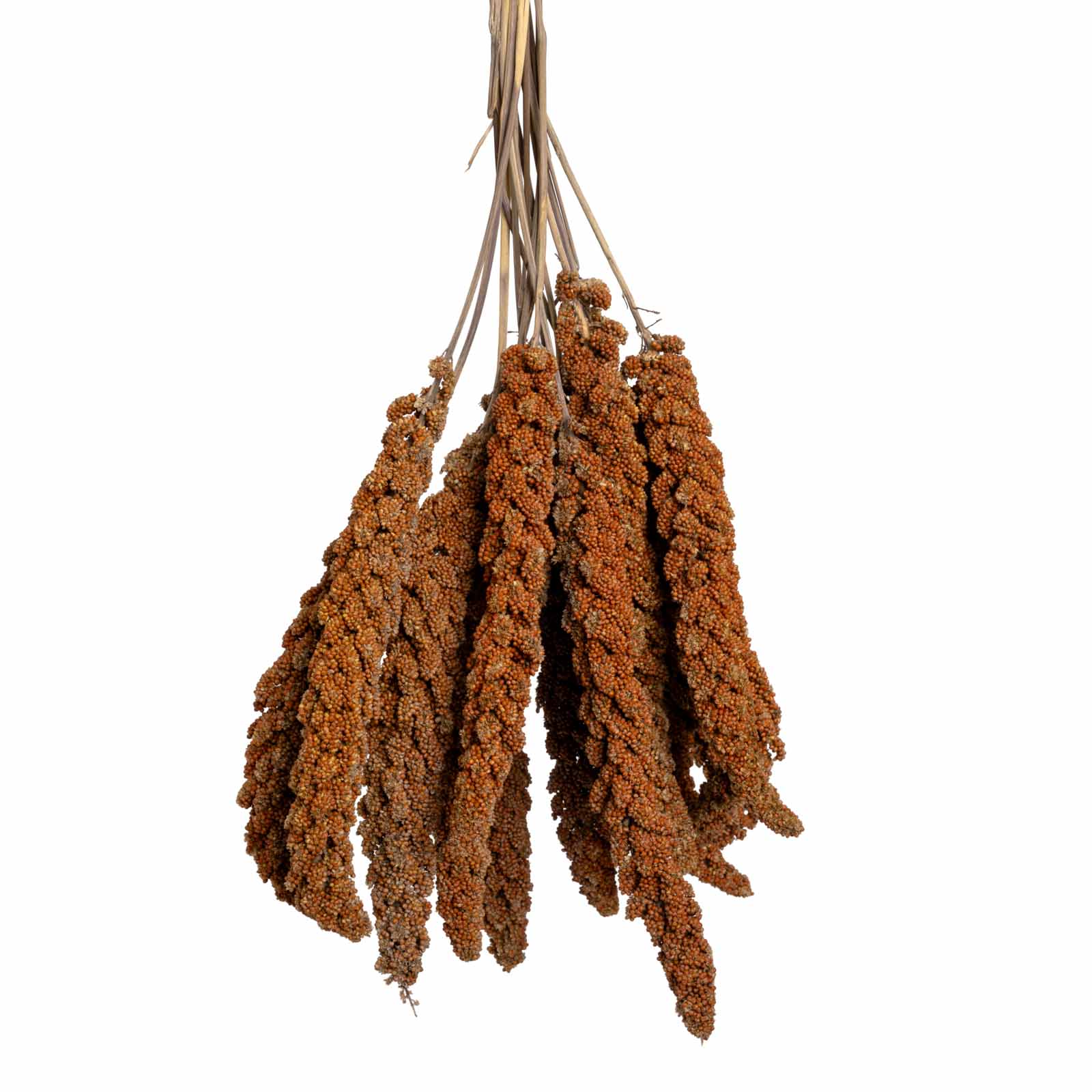 Rote Kolbenhirse (Frankreich) – für Sittiche & Papageien