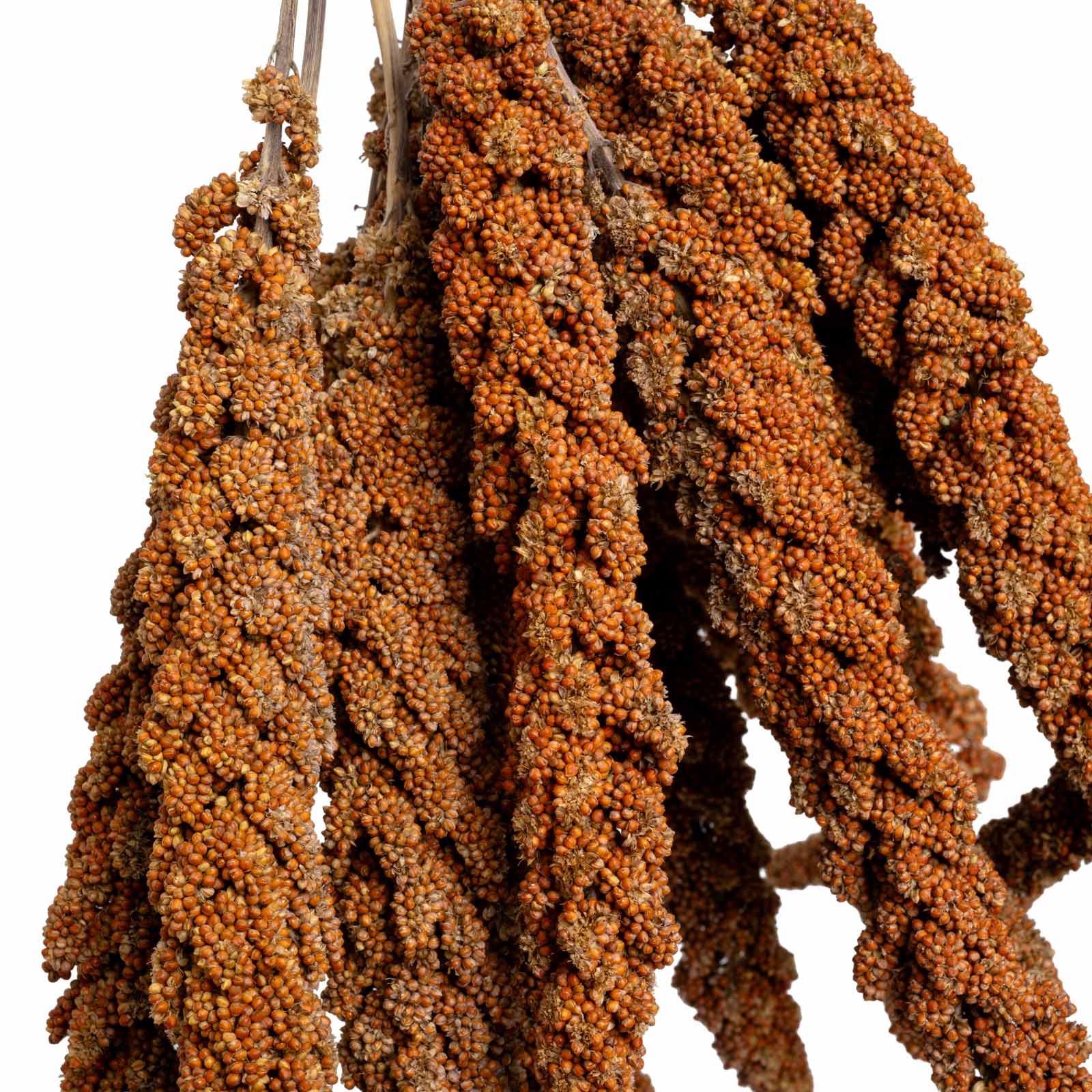 Rote Kolbenhirse (Frankreich) – für Sittiche & Papageien