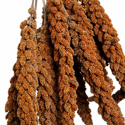 Rote Kolbenhirse (Frankreich) – für Sittiche & Papageien