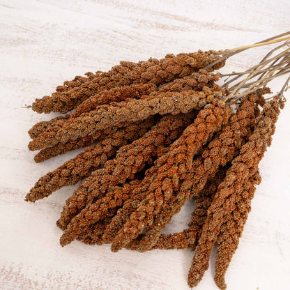 Rote Kolbenhirse (Frankreich) – für Sittiche & Papageien