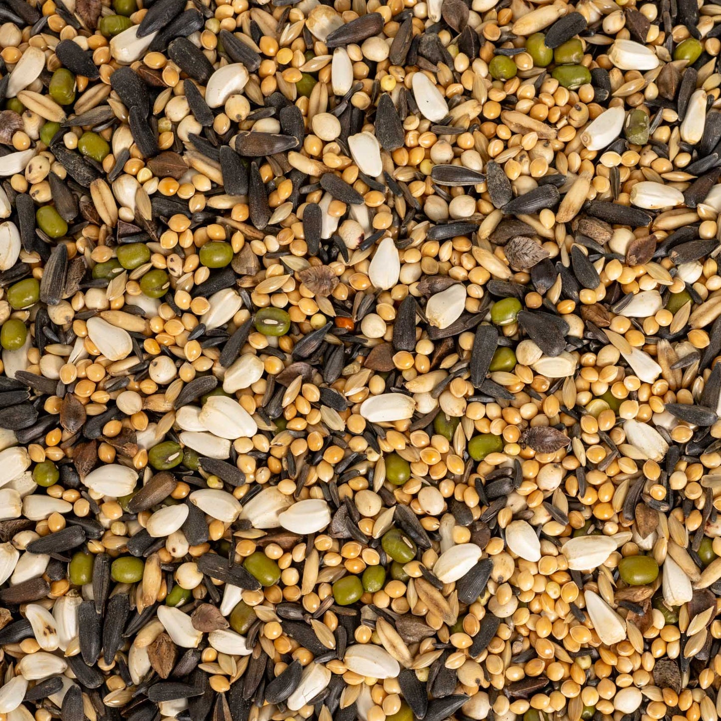 Keimfutter für Kleinsittiche