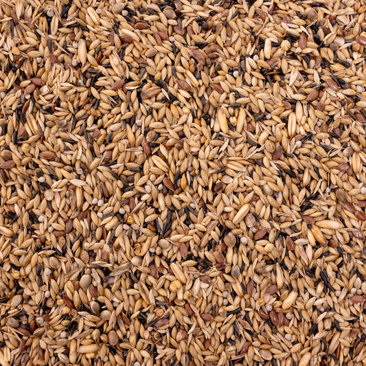 Kanarienfutter – hochwertige Saatenmischung für Kanarienvögel