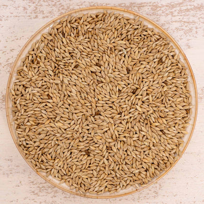 Kanariensaat – Exotenfutter