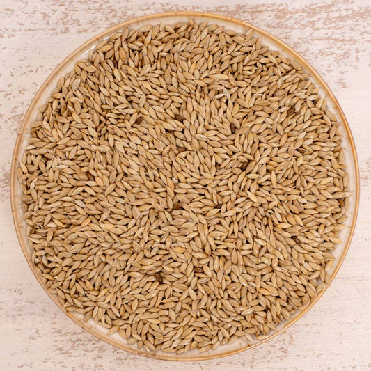 Kanariensaat – Exotenfutter