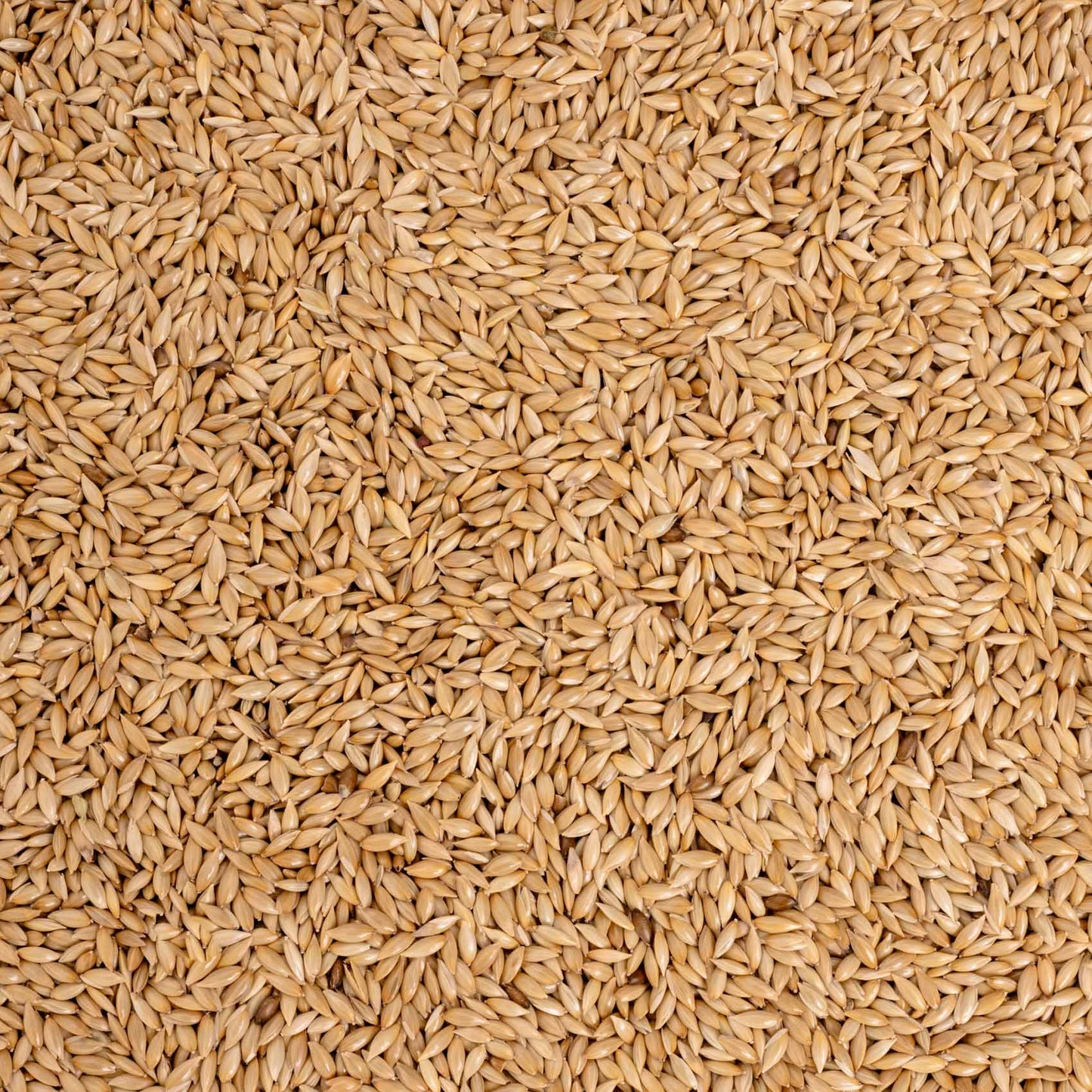 Kanariensaat – Exotenfutter