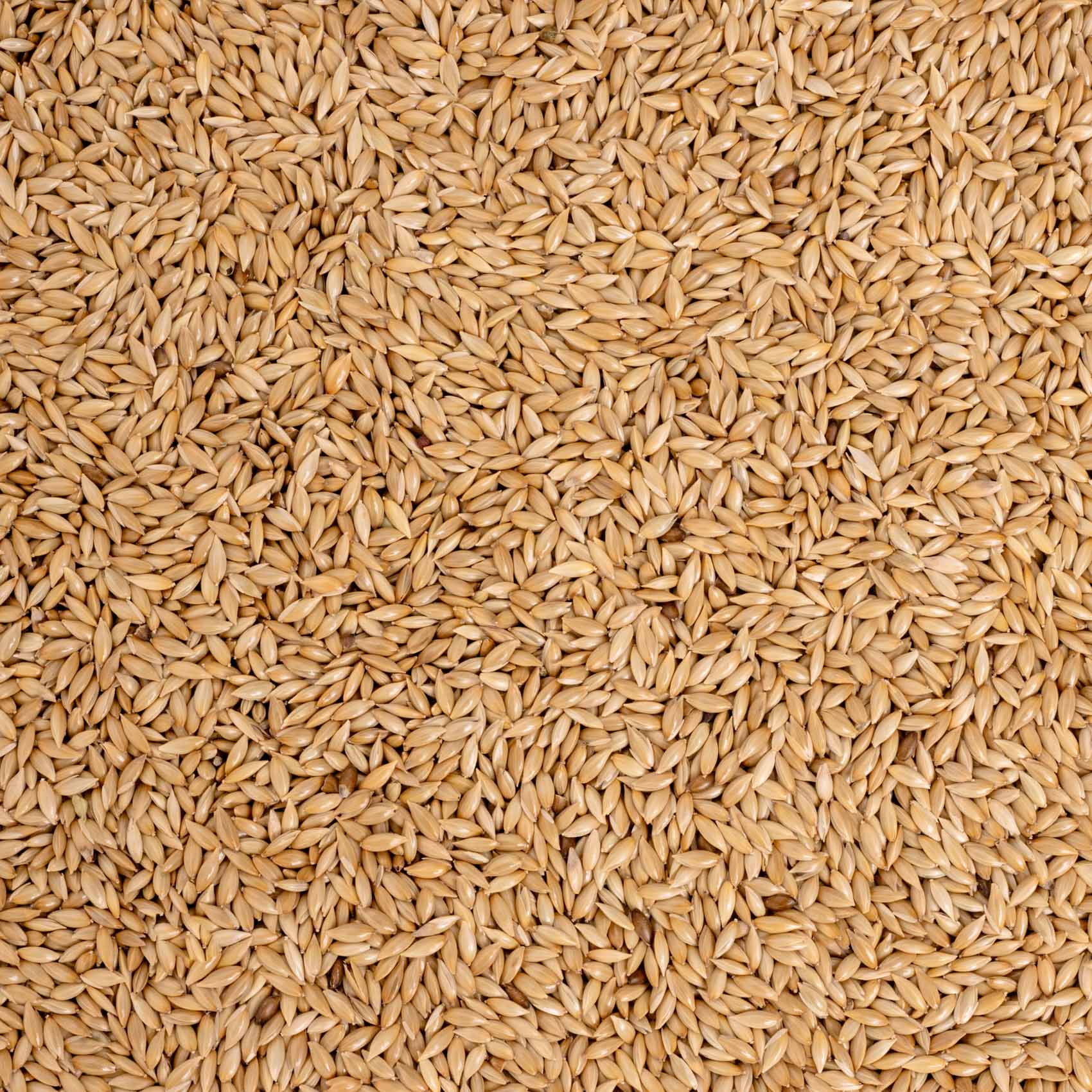 Kanariensaat – Exotenfutter