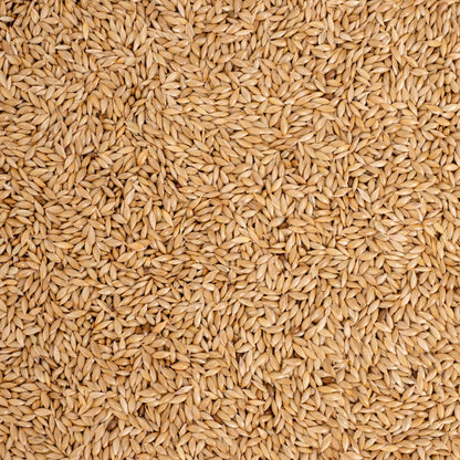 Kanariensaat – Exotenfutter