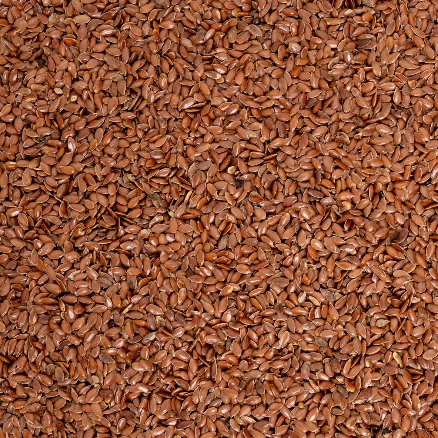 Leinsaat – Papageienfutter