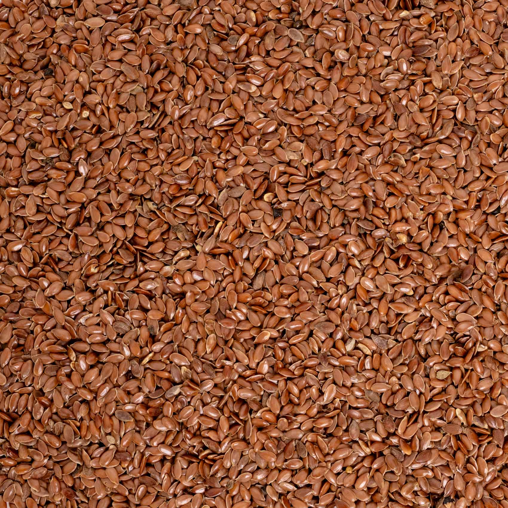 Leinsaat – Papageienfutter
