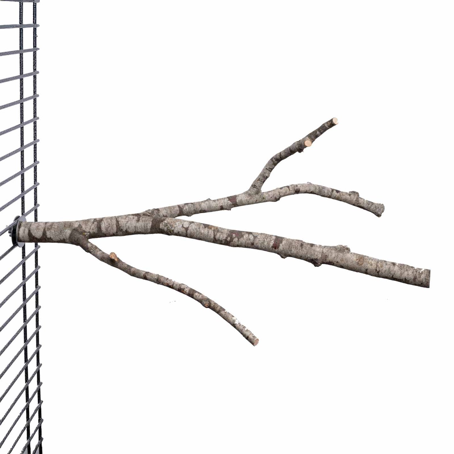 Naturbelassener Sitzast verzweigt mittel