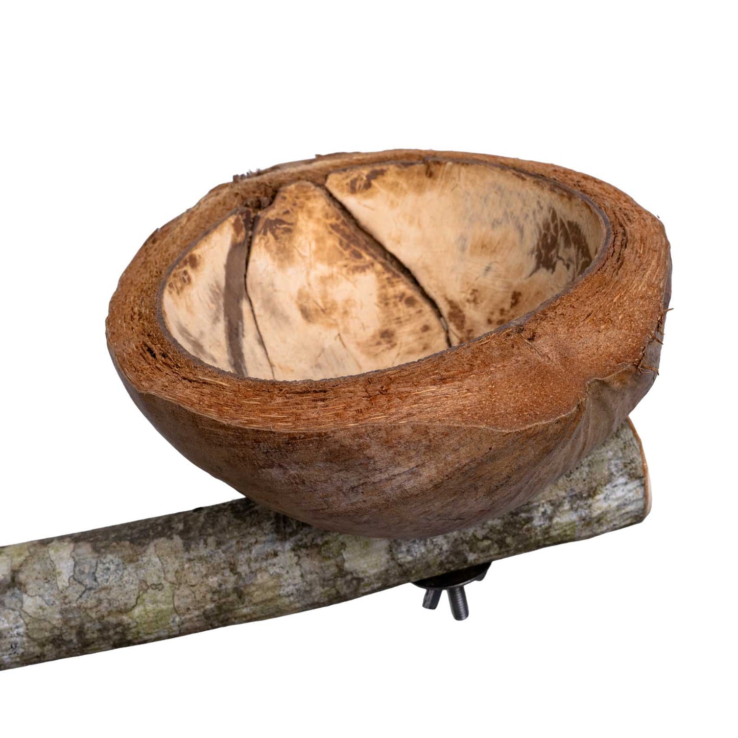 Sitzast mit Kokosnuss Futterschale für Papageien