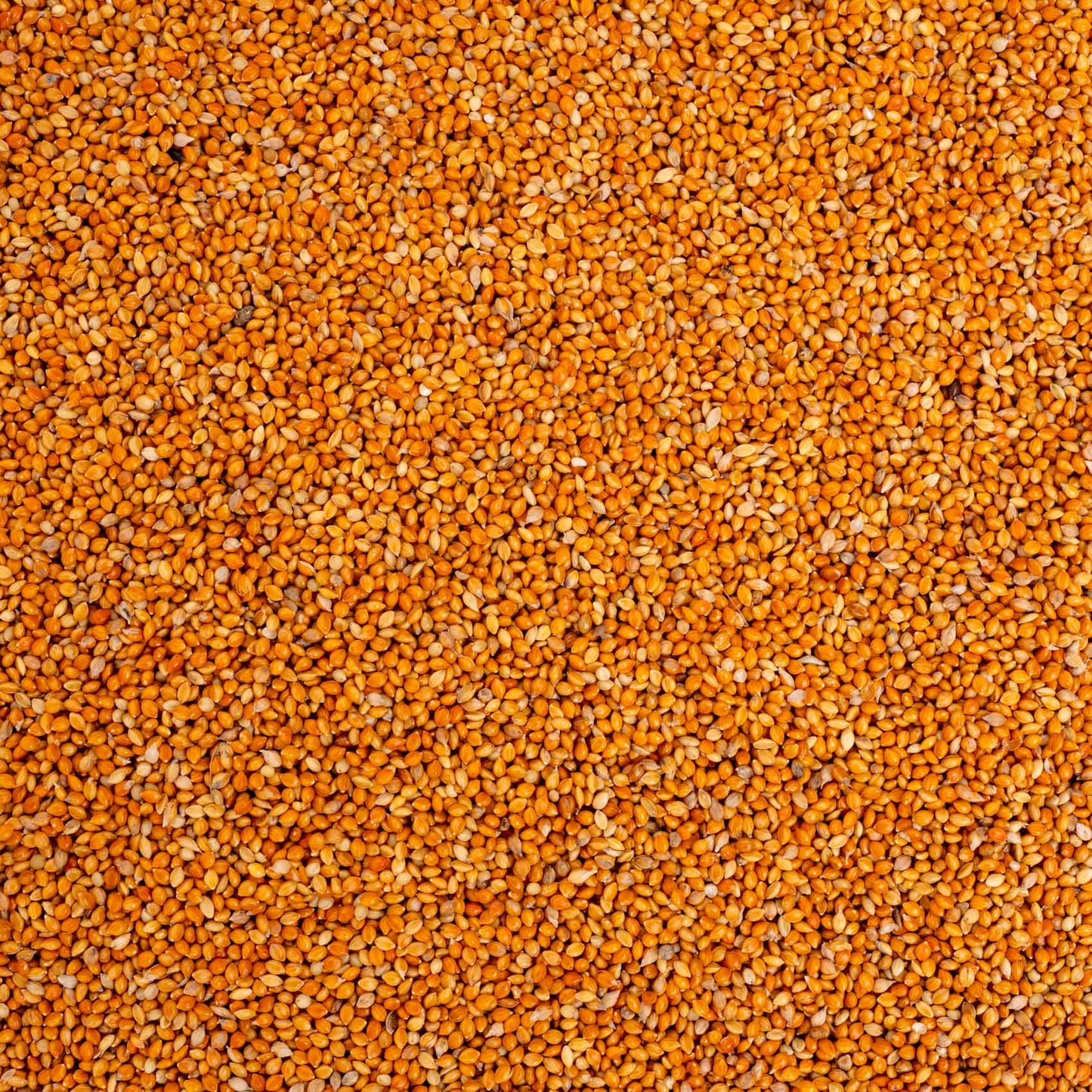 Mannahirse – lose – Papageien- und Sittichfutter