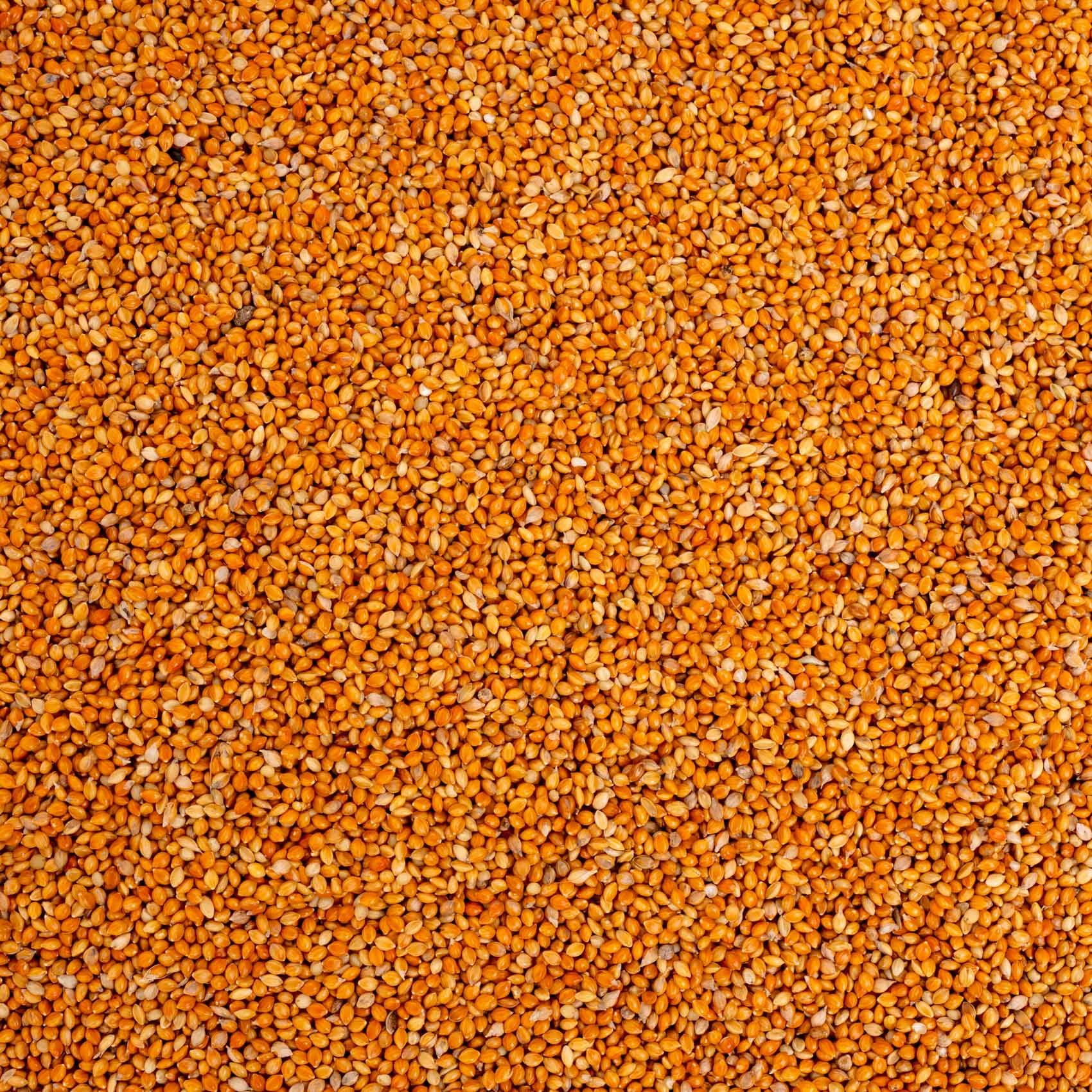 Mannahirse – lose – Papageien- und Sittichfutter