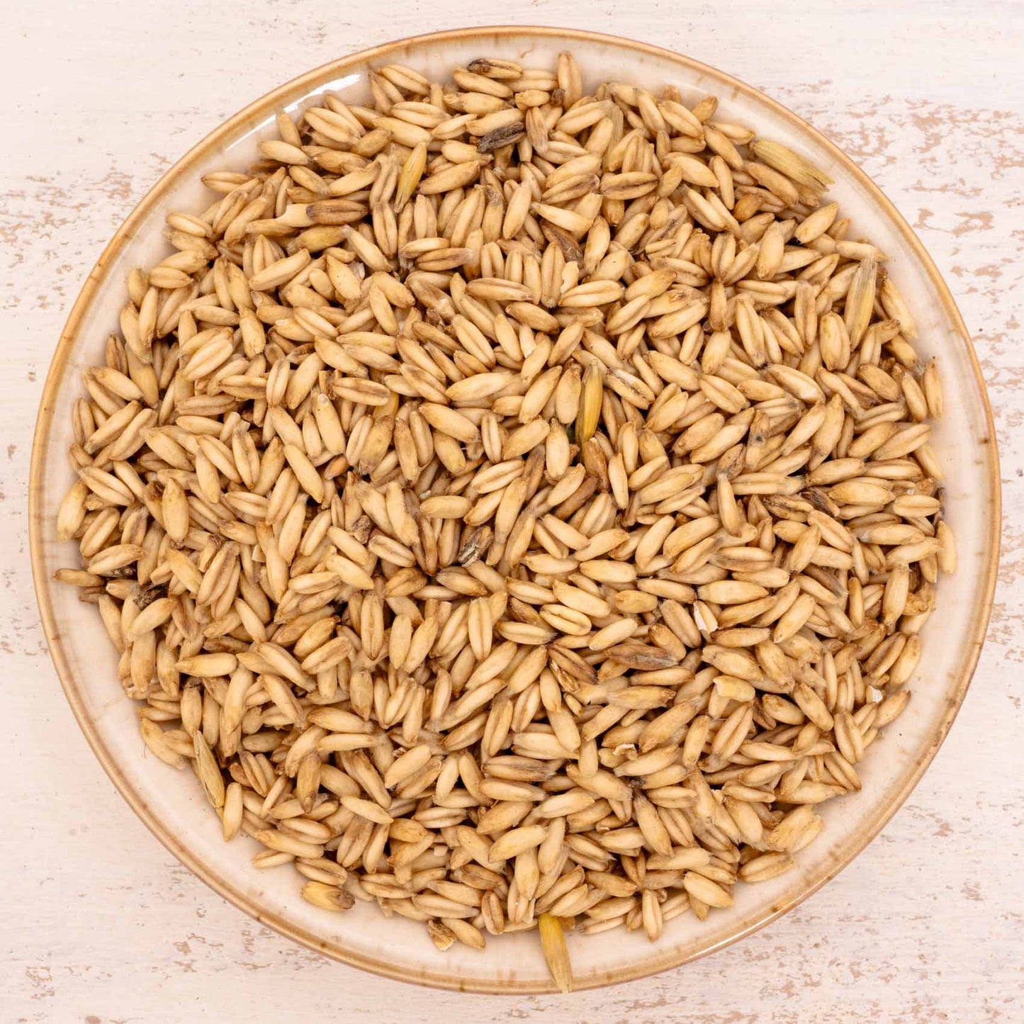 Nackthafer – Einzelsaat – Papageienfutter