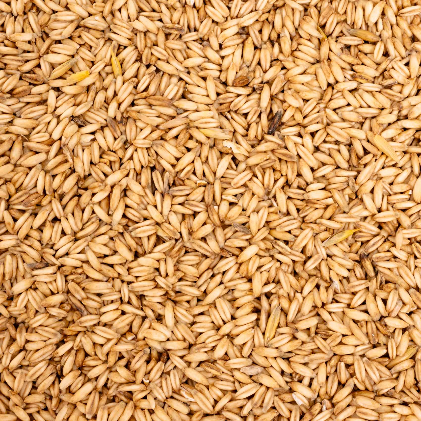 Nackthafer – Einzelsaat – Papageienfutter