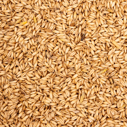 Nackthafer – Einzelsaat – Papageienfutter