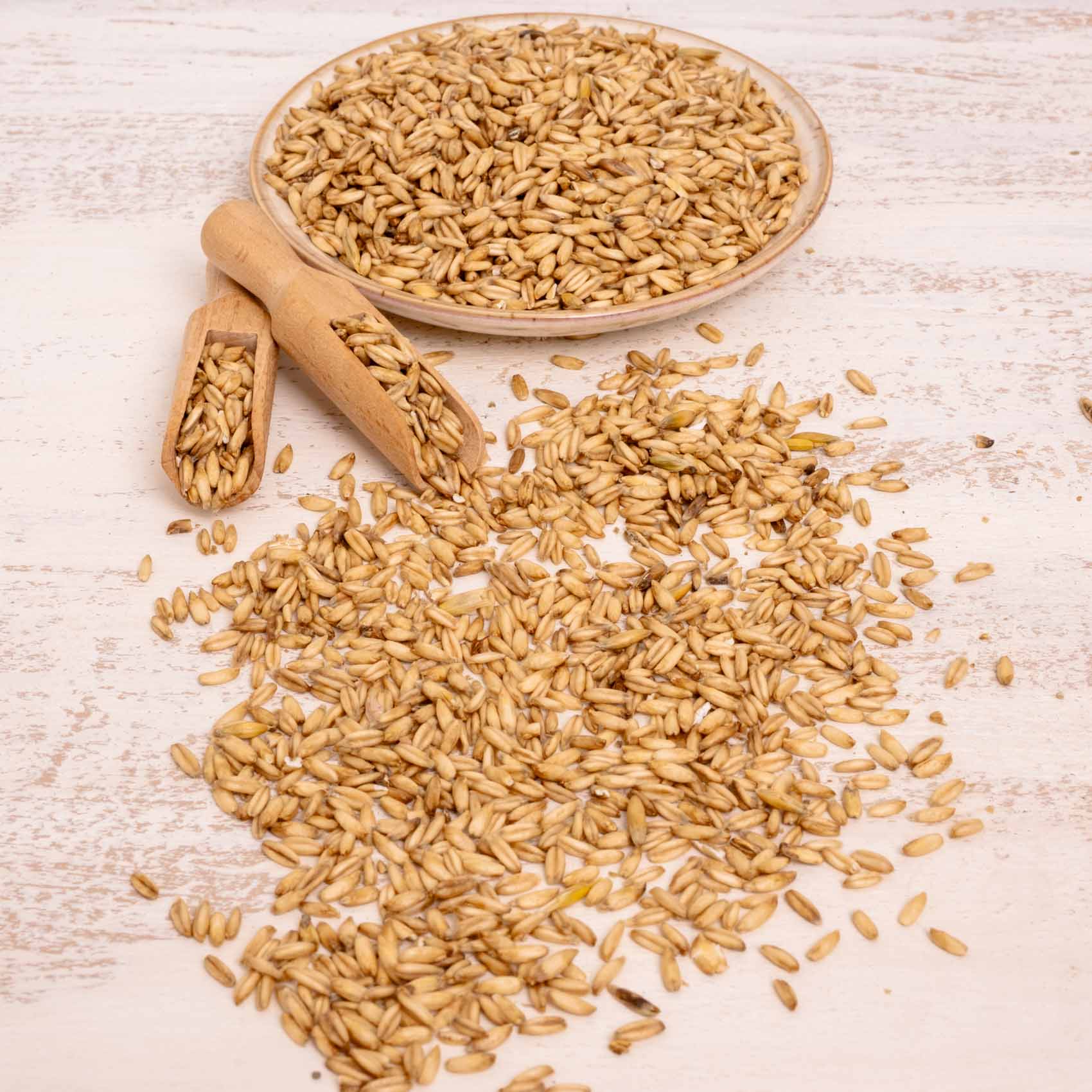 Nackthafer – Einzelsaat – Papageienfutter