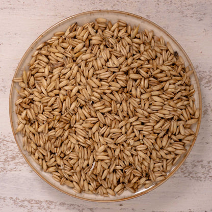 Nackthafer – Einzelsaat – Papageienfutter-Zusatzfuttermittel