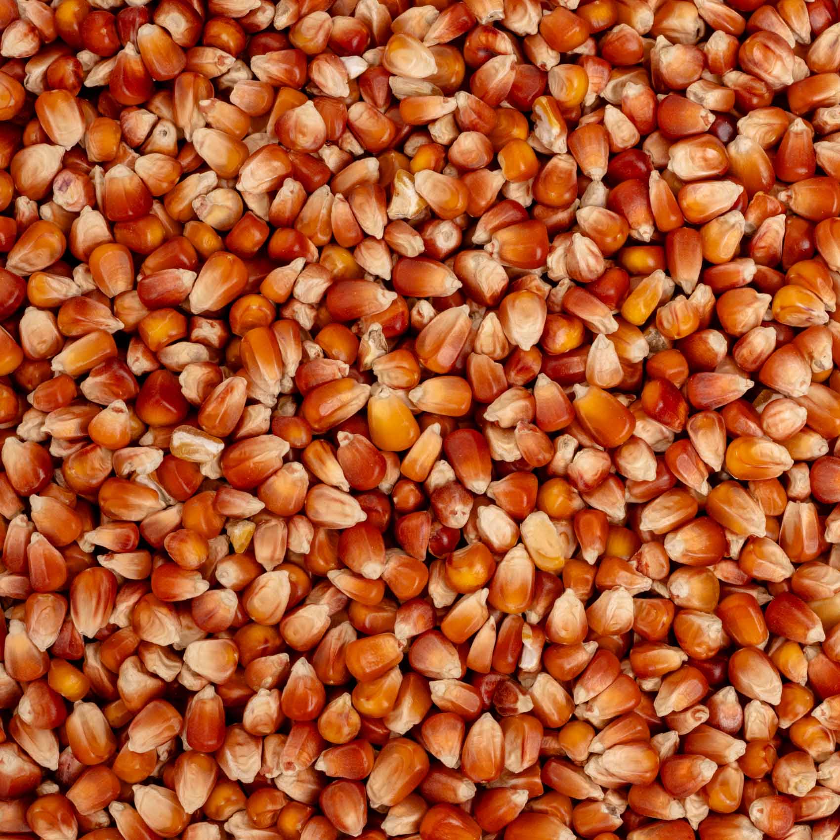 Perlmais rot (französisch) – Papageienfutter