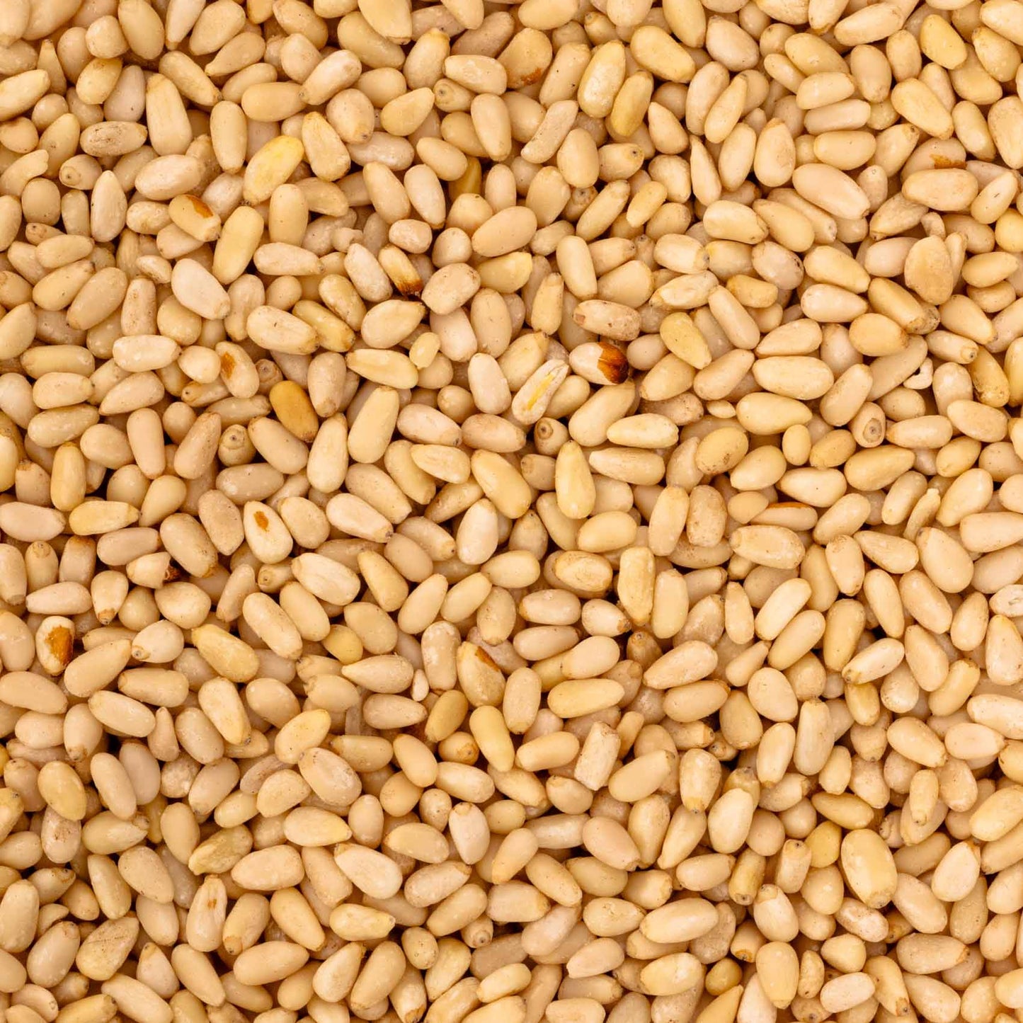 Pinienkerne China 100 g – Papageienfutter