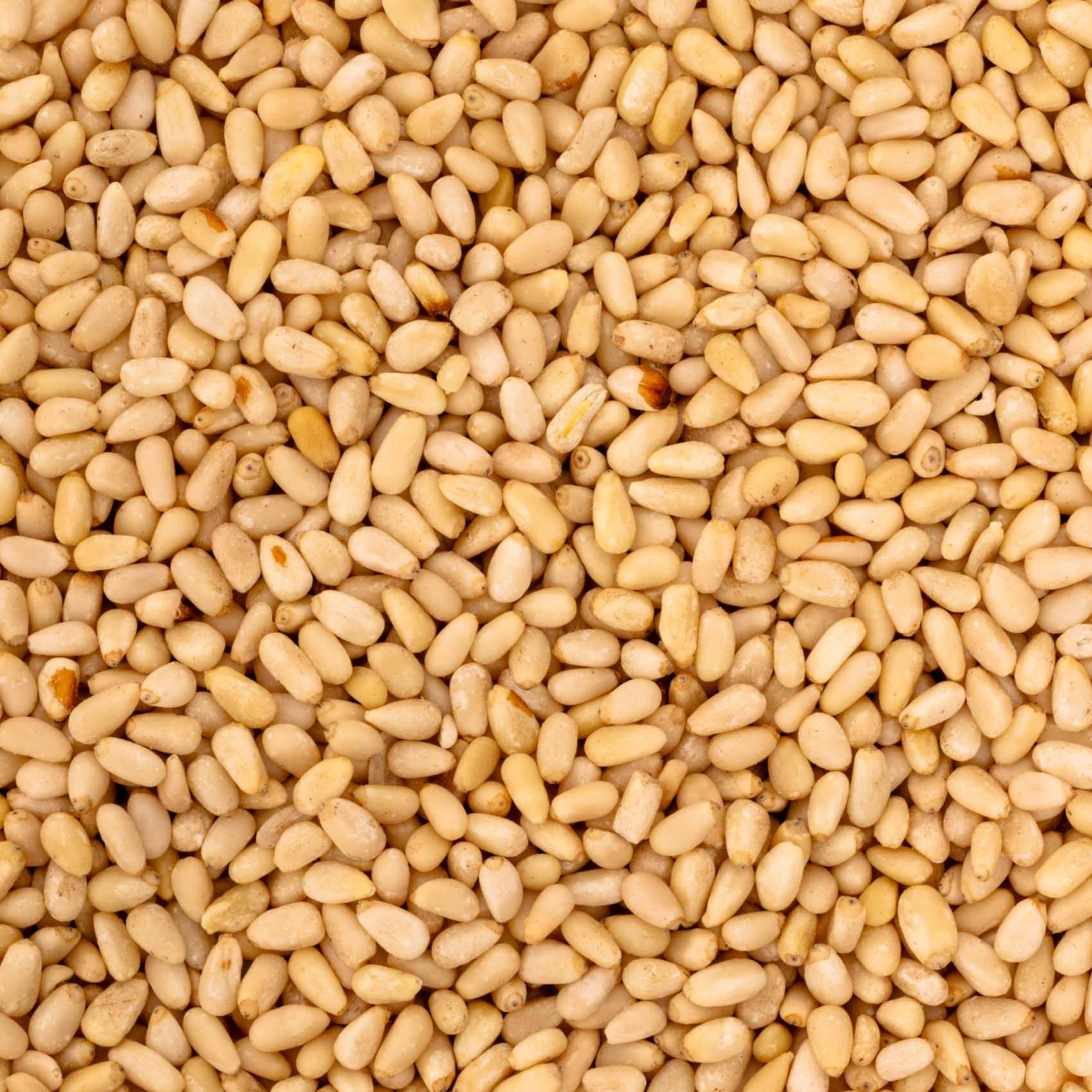 Pinienkerne China 100 g – Papageienfutter