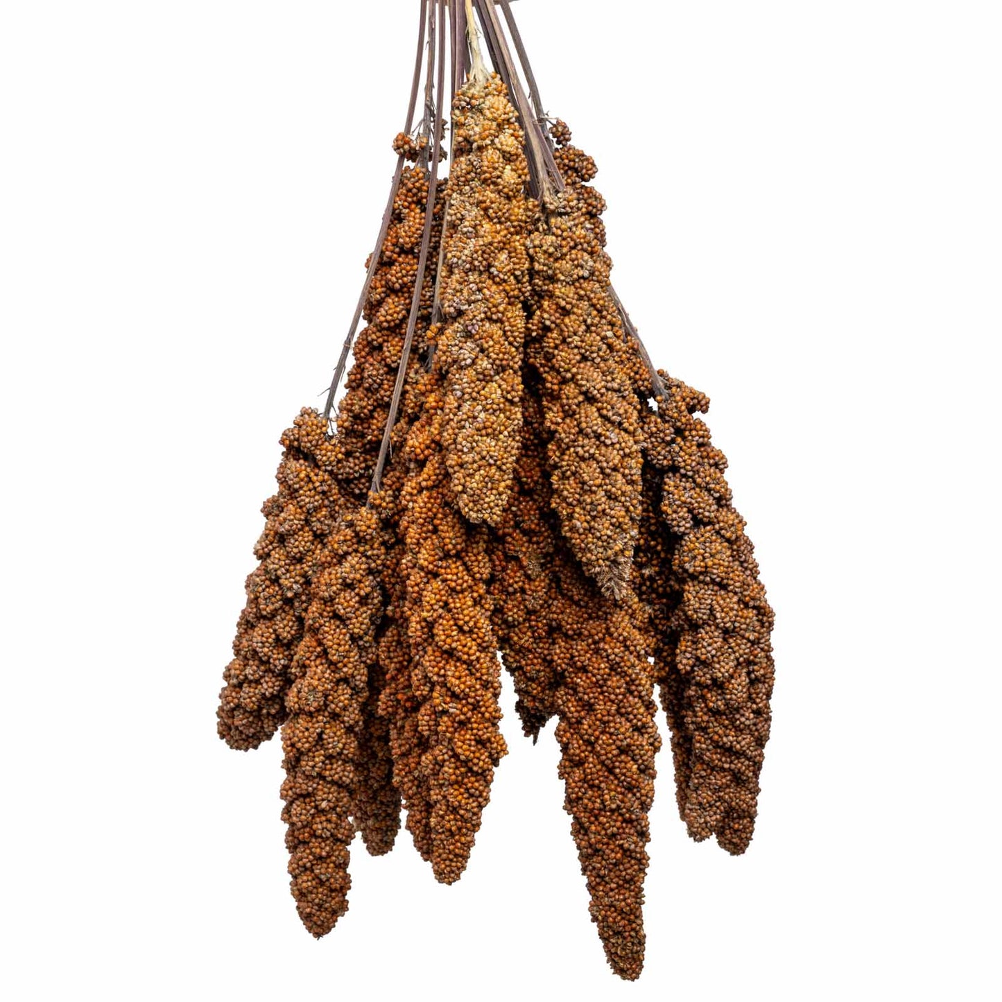 Rote Hirse – Premium-Kolbenhirse aus Deutschland für Sittiche und Papageien