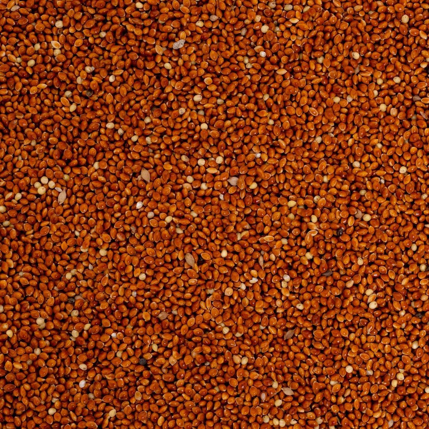 Rote Hirse – lose – Papageienfutter