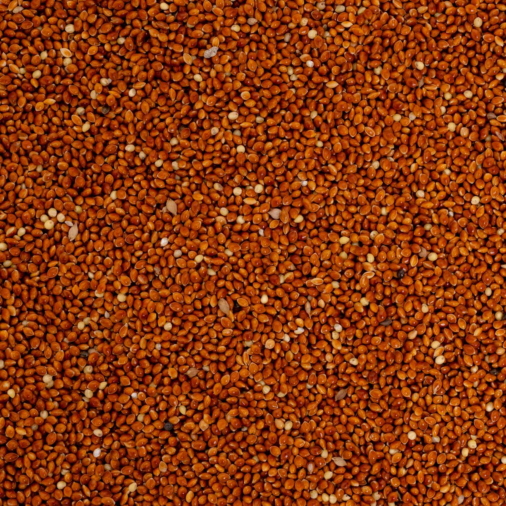 Rote Hirse – lose – Papageienfutter