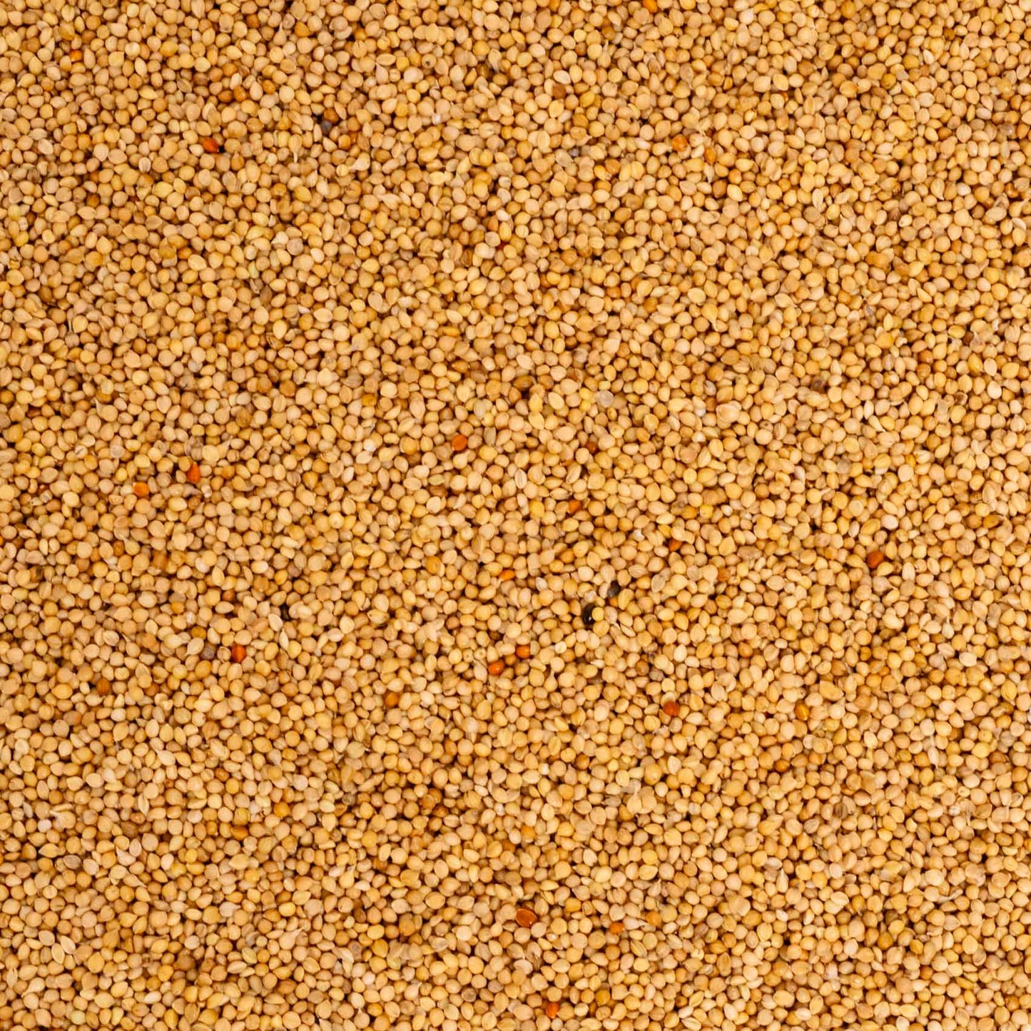 Senegalhirse (feinkörnig) – Papageien- und Sittichfutter