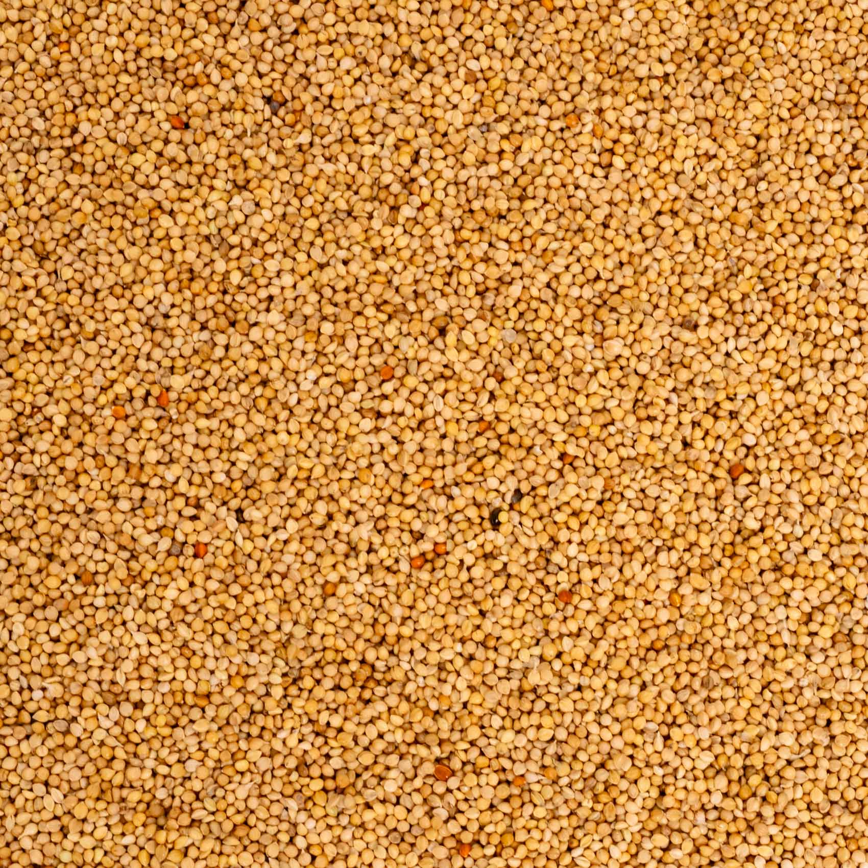 Senegalhirse (feinkörnig) – Papageien- und Sittichfutter