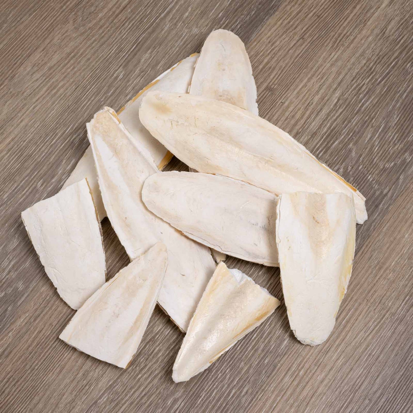 Sepiaschale naturbelassen – diverse Größen und Bruch