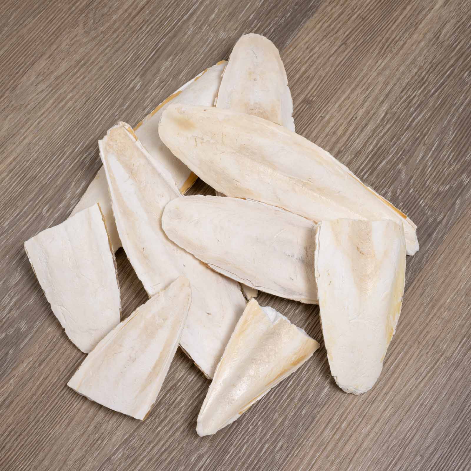 Sepiaschale naturbelassen – diverse Größen und Bruch