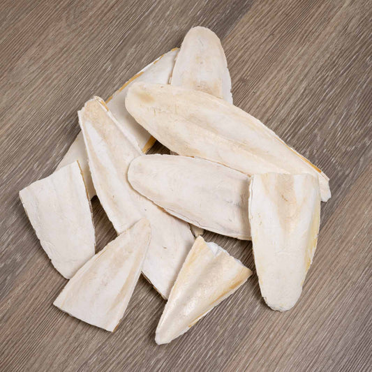 Sepiaschale naturbelassen – diverse Größen und Bruch