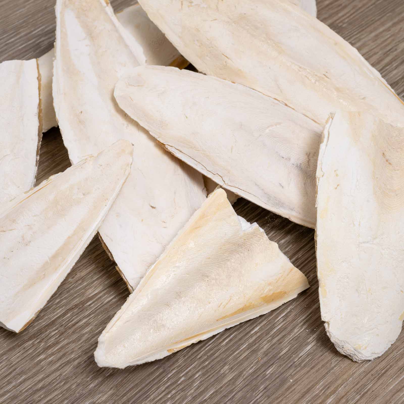 Sepiaschale naturbelassen – diverse Größen und Bruch