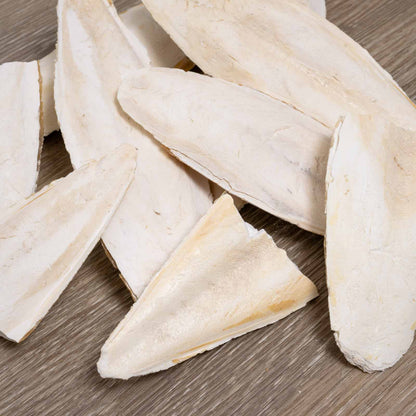 Sepiaschale naturbelassen – diverse Größen und Bruch
