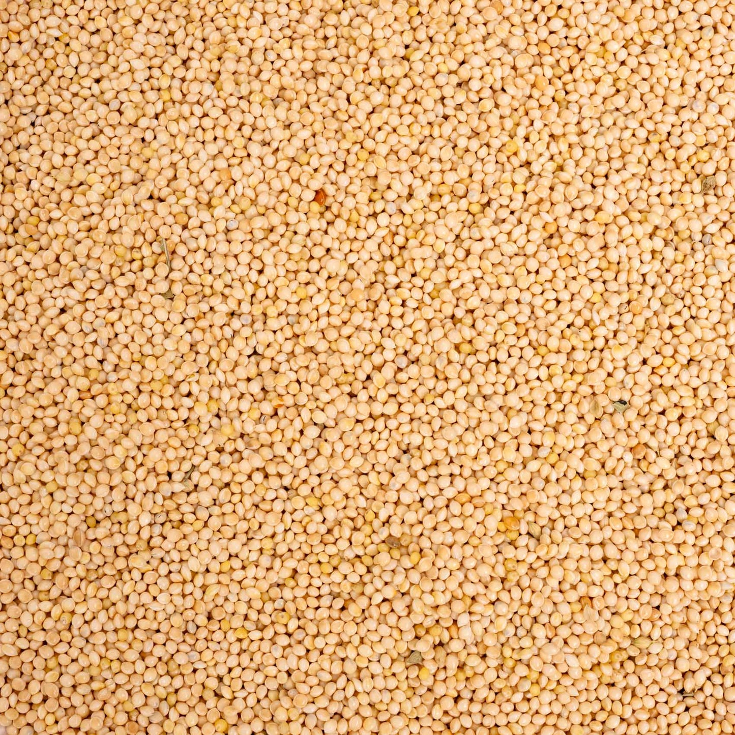 Silberhirse – lose – Papageienfutter