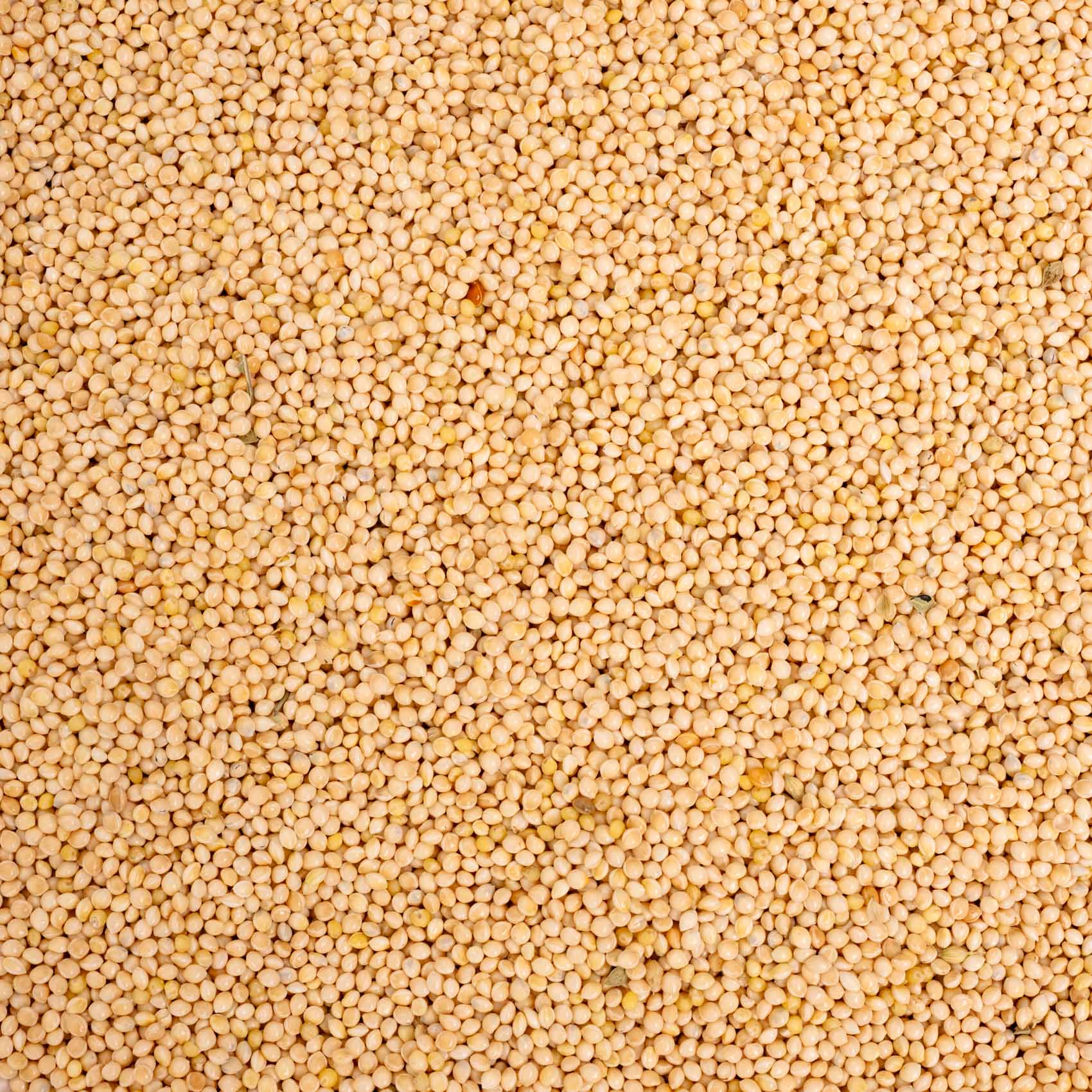 Silberhirse – lose – Papageienfutter